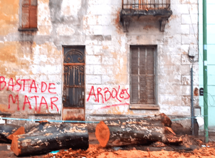 Un Grito por el Arbolado Urbano: ¿Por qué No Podemos Ignorar la Destrucción Silenciosa de Nuestros Espacios Verdes?