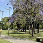 Transformación Urbana en Parque Saavedra: Comienza la Audiencia Pública por la Regeneración del Arroyo Medrano