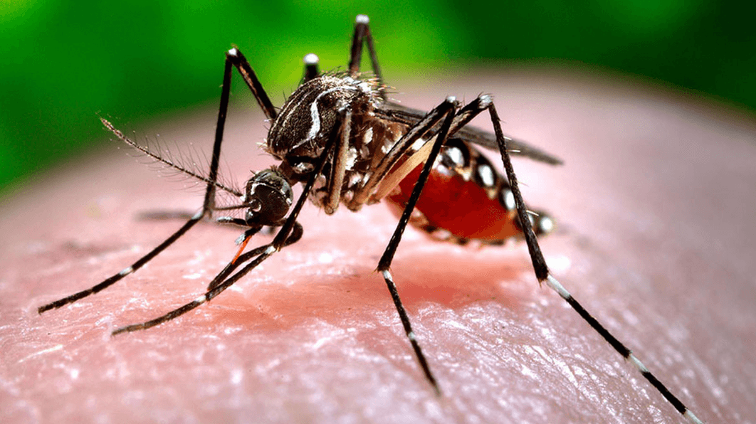 “Declarémonos Militantes Contra el Dengue”: Previniendo la Amenaza al Barrio