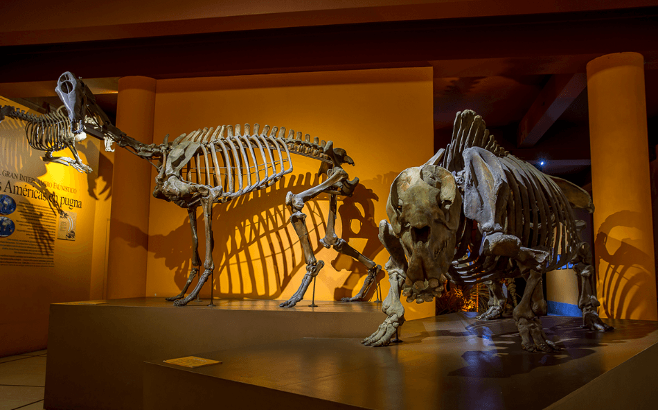 El Museo de Ciencias Naturales Bernardino Rivadavia: Una Joya de la Ciudad que se Renueva con una Nueva Sala Dedicada al Agua
