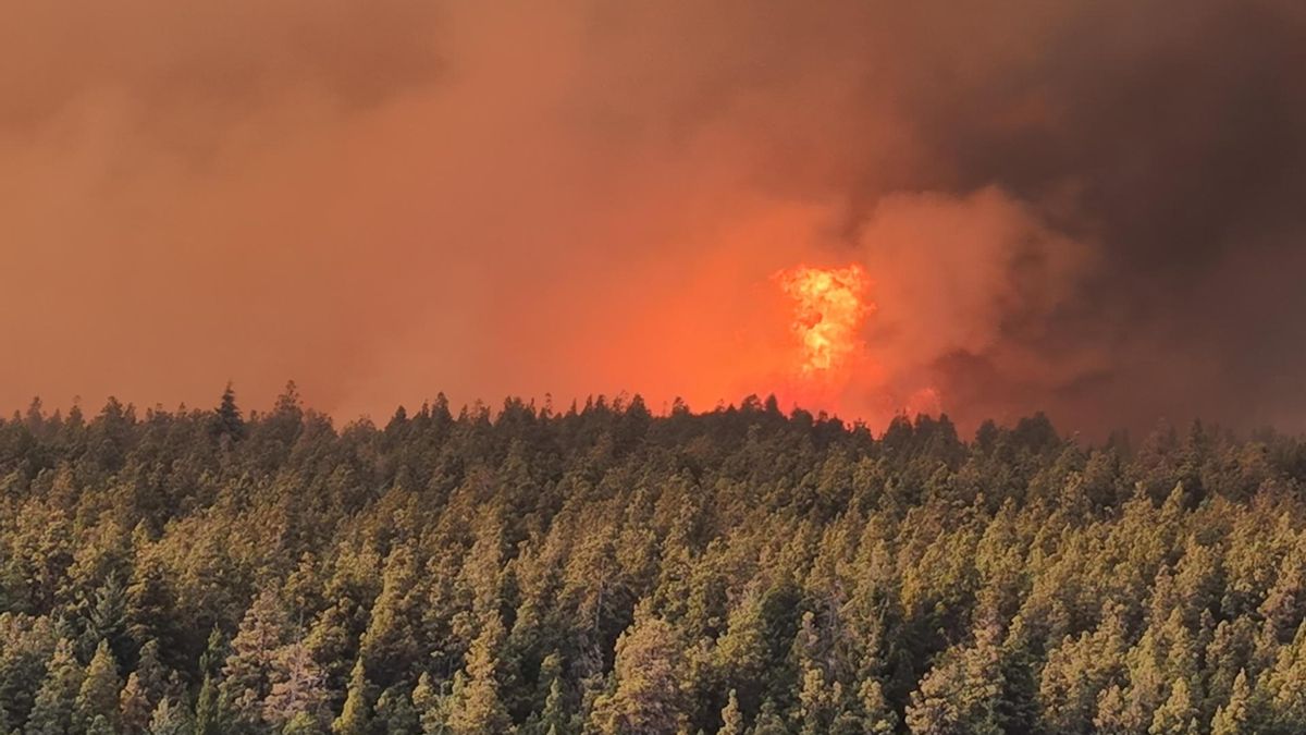 Devastadores incendios en la Patagonia: una tragedia que genera sospechas